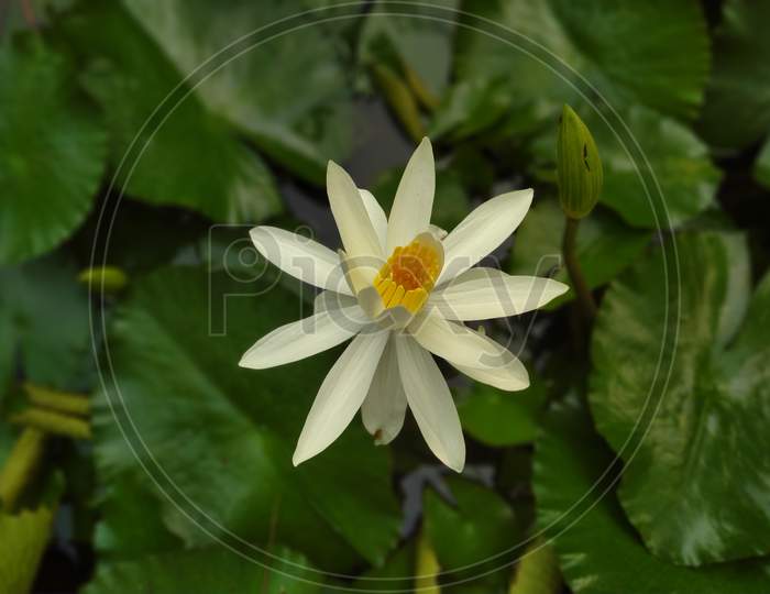 White tropical or night bloomer water-lily in pond
