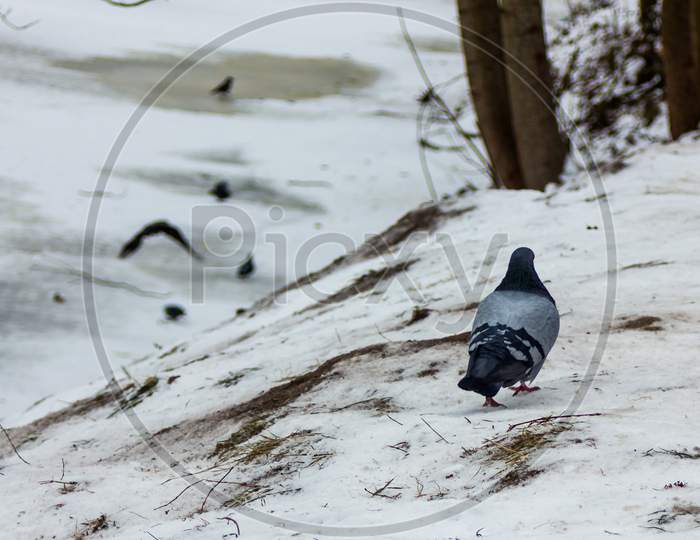 Loneley Pigeon On The Side Of The Partly Frozen River In Winter Day