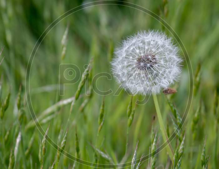 Close-Up Of A Dandelion (Taraxacum) Seed Head In A Field In Godstone Surrey