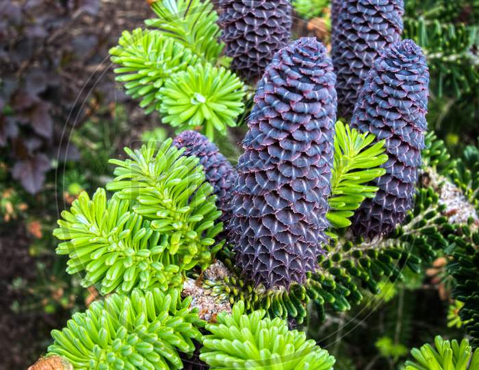 Delavays Fir Tree And Cones In Roath Park