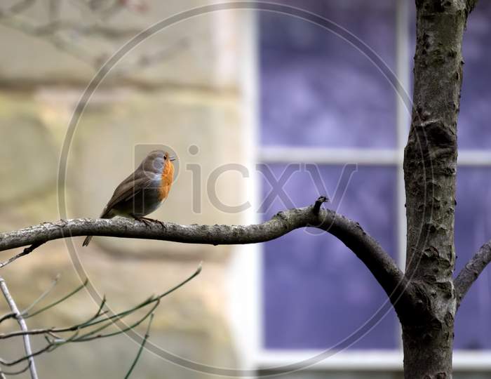 Robin (Erithacus Rubecula) Singing Away In Winter