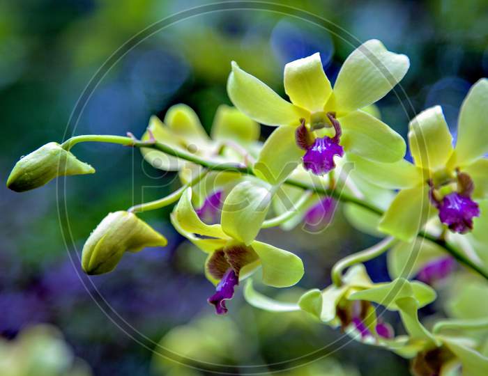 Dendrobium Jean Chretien (Dendrobium Mak See X Dendrobium Anching Lubag)