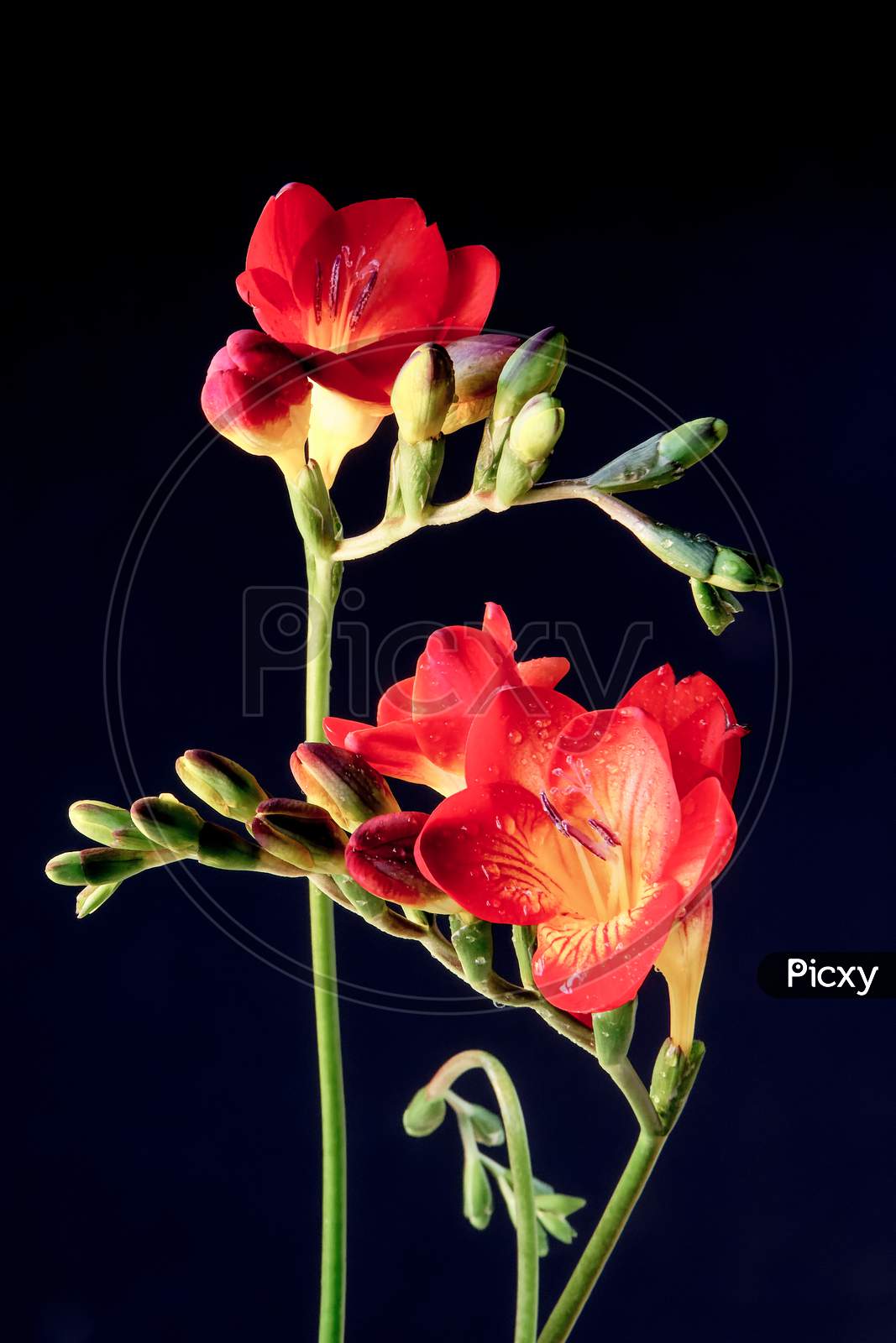 Close-Up Of Red And Yellow Freesias (Iridaceae)
