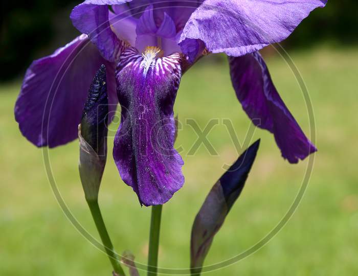 Iris (Irideae) Flowering In An English Garden