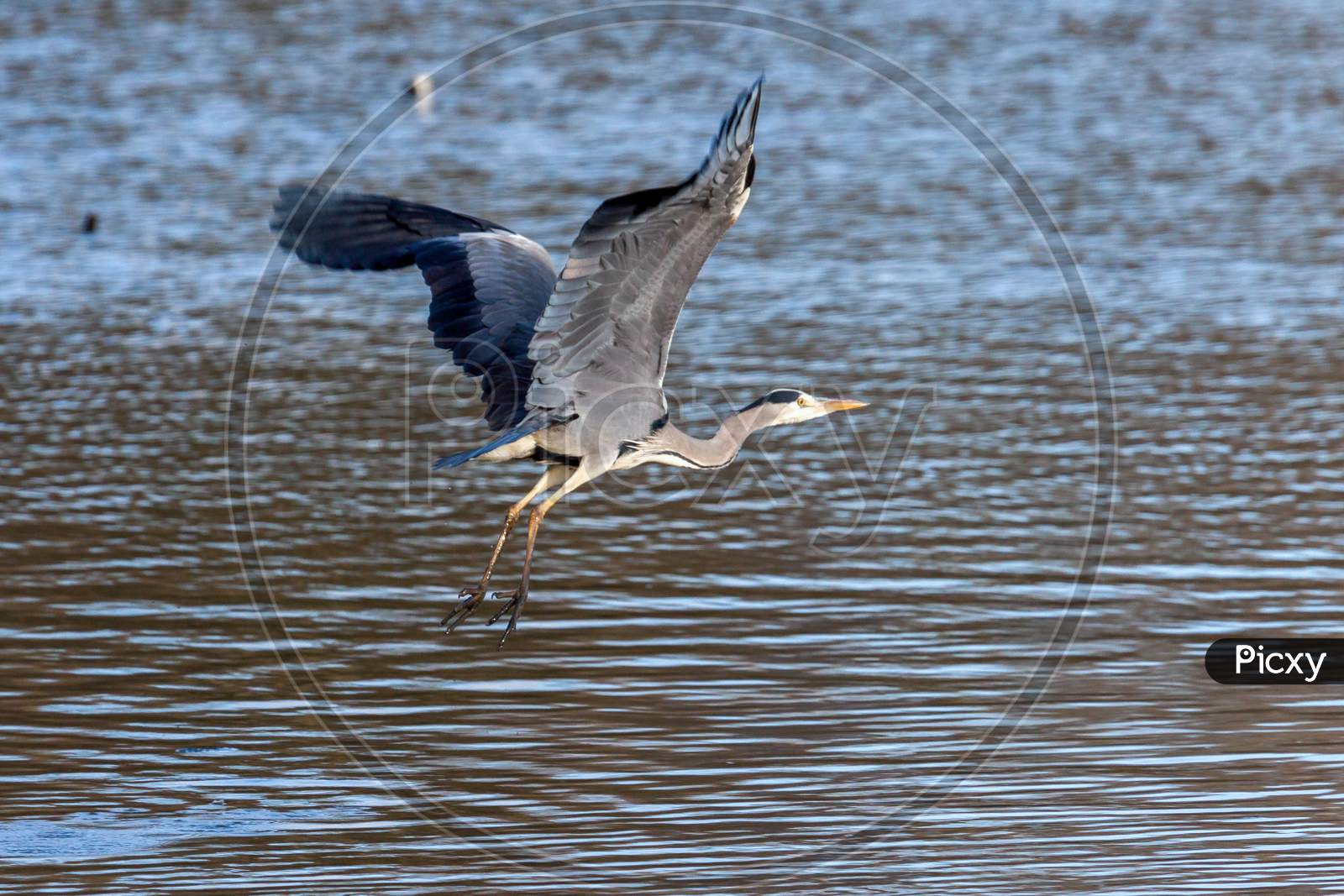 Grey Heron Taking Off