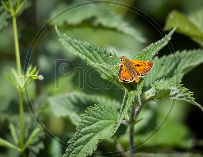 Male Large Skipper Butterfly (Ochlodes Venatus)