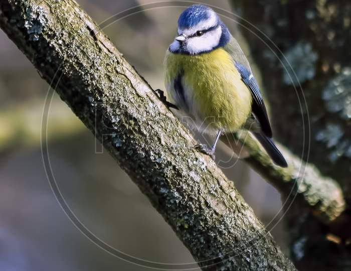 Blue Tit Perching On A Branch