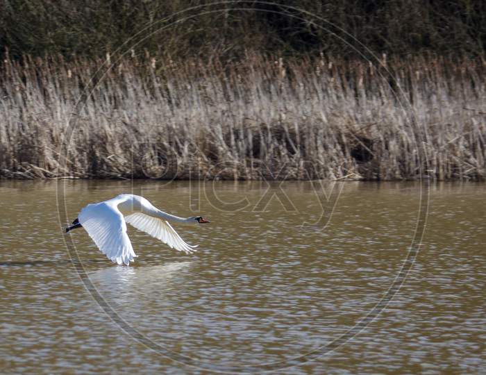 Mute Swan (Cygnus Olor) Taking Off