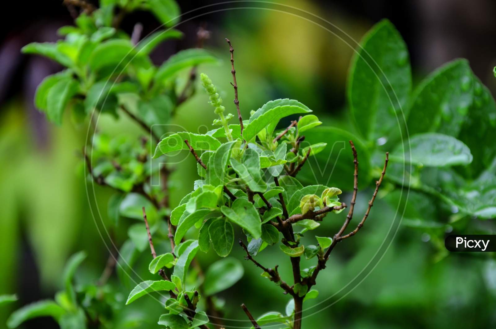 Tulasi plant in monsoon season