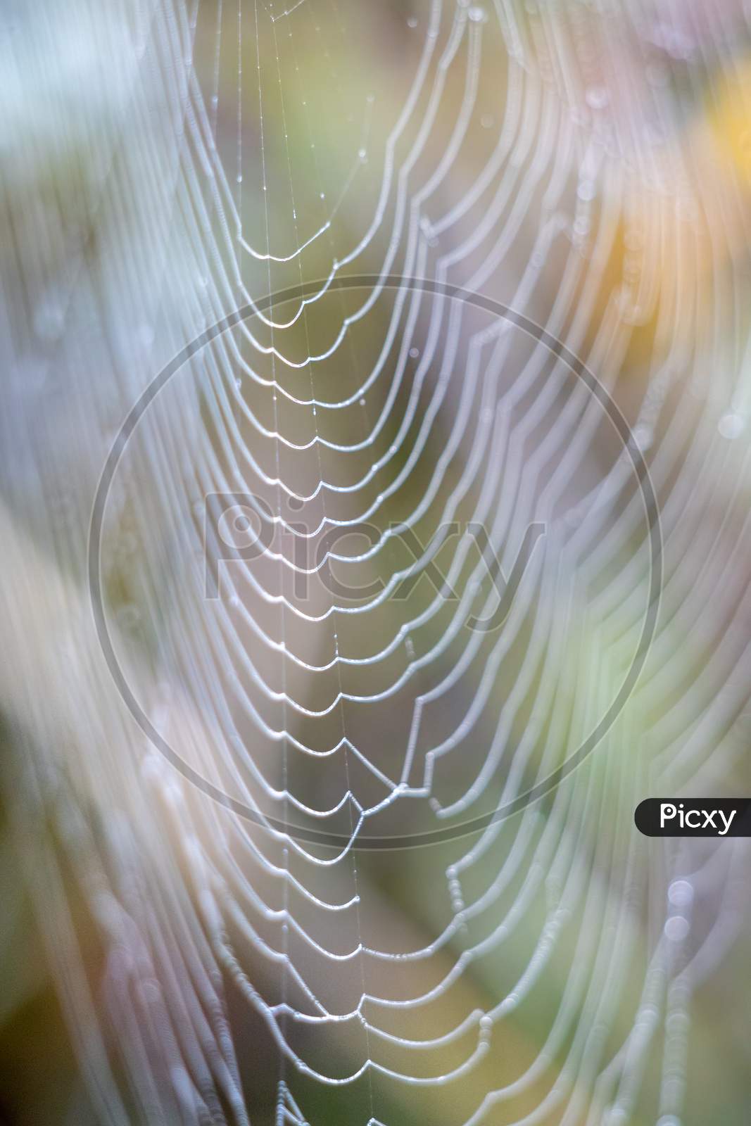 Spiders Web Glistening With Water Droplets From The Dew