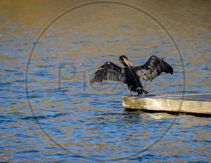 Cormorant With Open Wings At Cripplegate Lake