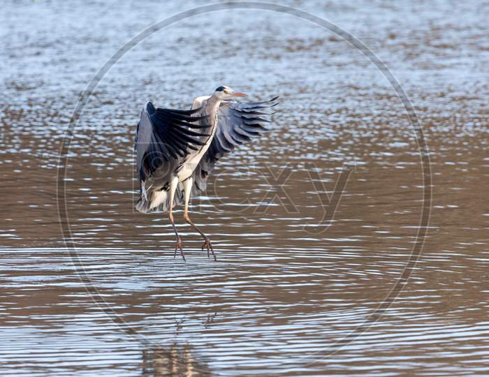 Grey Heron Coming In To Land