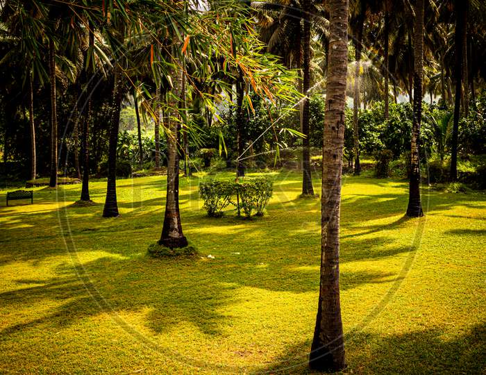 View Of Coconut Tree Plantation With Sprinkler Doing The Irrigation In Pollachi, Tamil Nadu, India