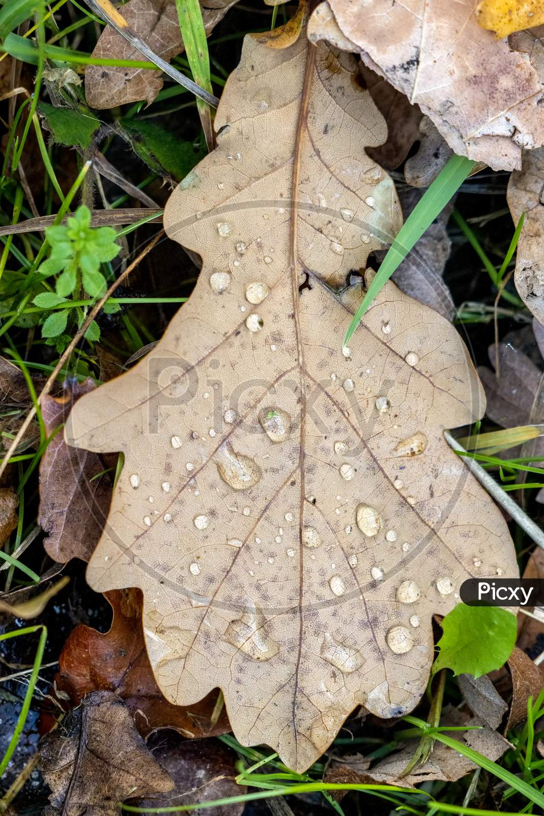 Fallen Oak Leaves On The Ground In Autumn