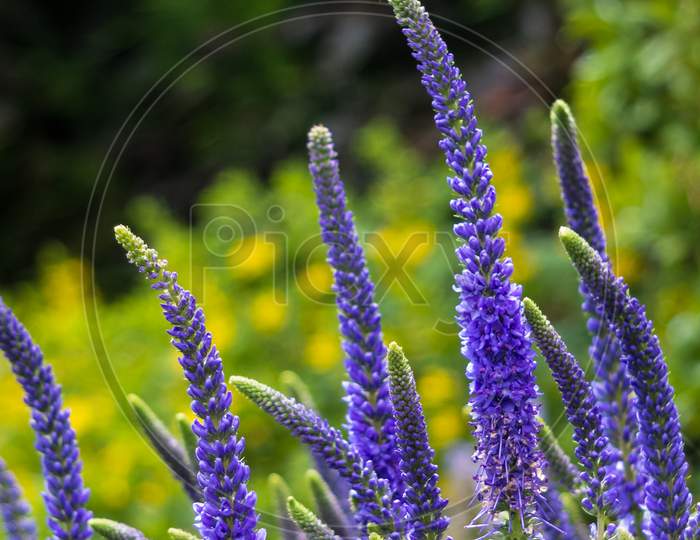 Flowering Spikes Of Veronica Spicata Ulster Dwarf Blue Flower