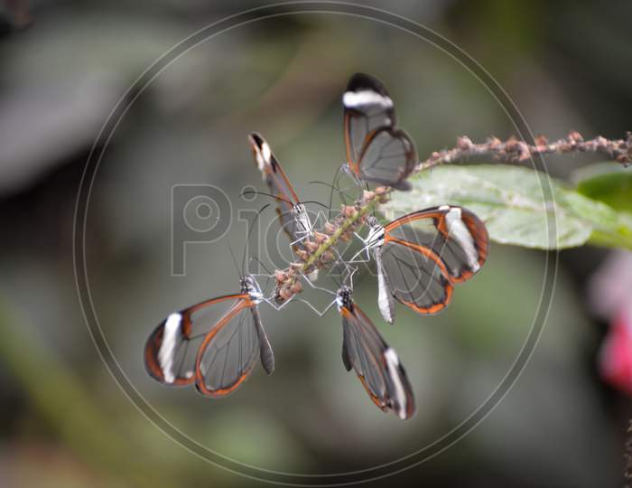 Glasswinged Butterflies (Greta Oto) Clustered Together