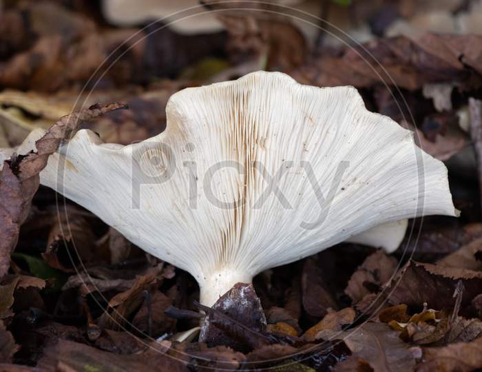 White Fungus Growing Out Of The Rotting Leaves Of Autumn