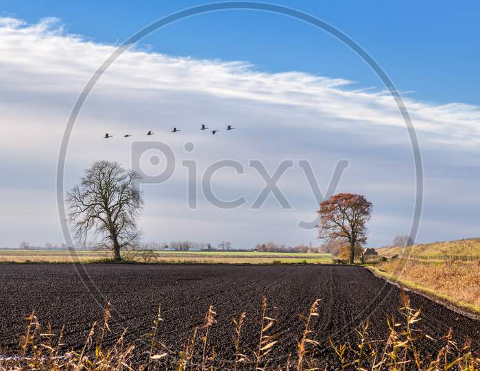 Black Geese Flying Over Black Soil