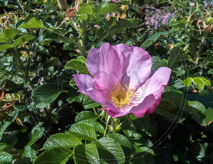 Cultivated Ornamental Dog Rose