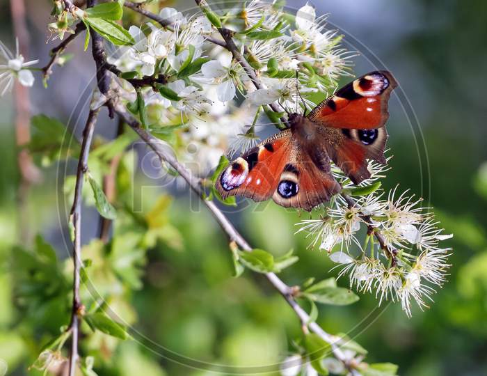 European Peacock Butterfly (Inachis Io) Feeding On Tree Blossom