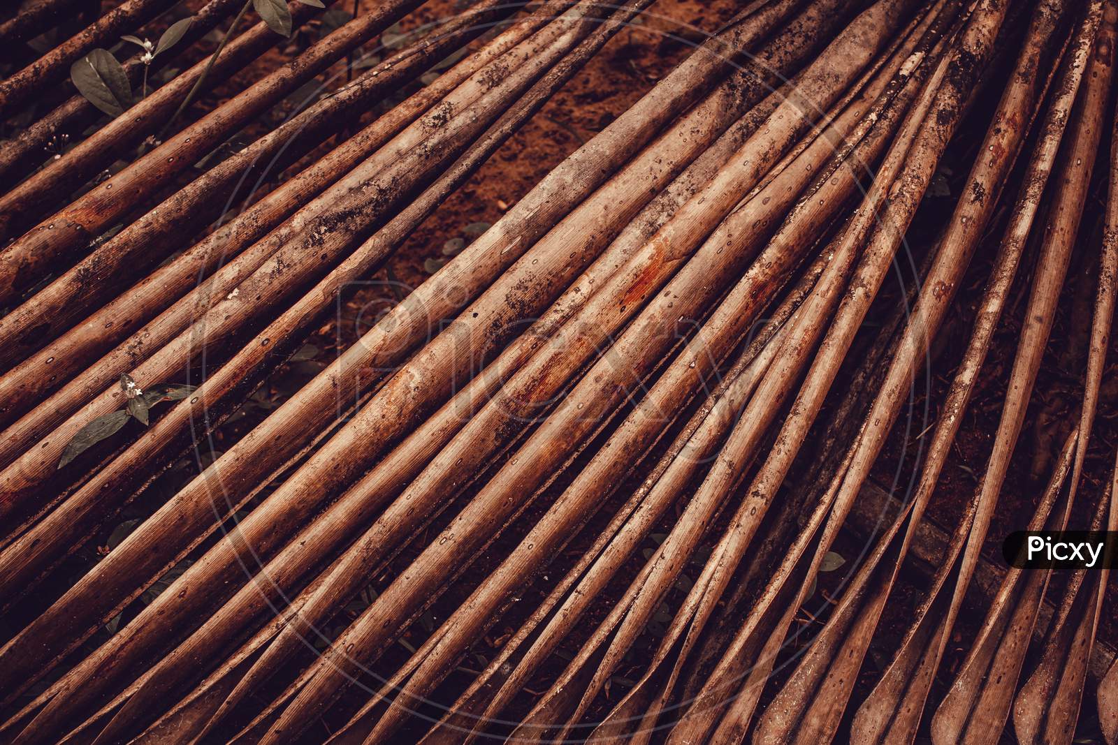 View Of A Dried And Fallen Coconut Leaves