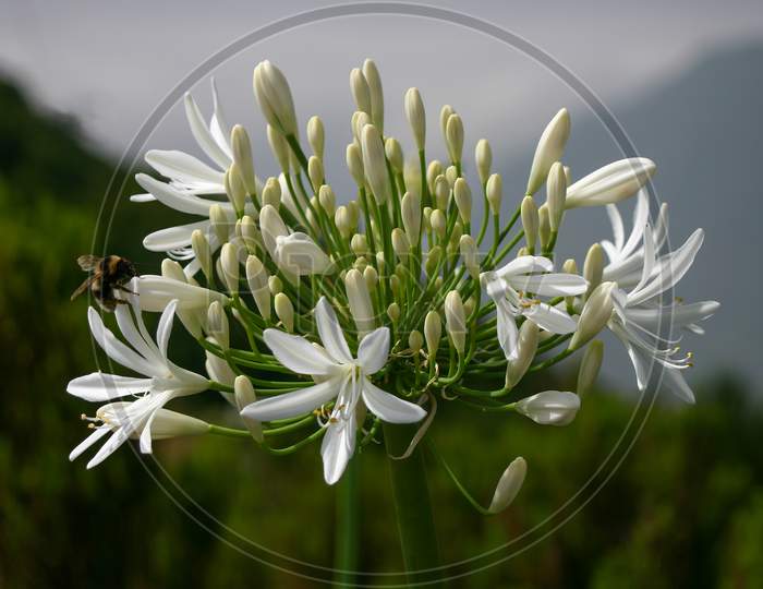 Wild White Agapanthus (Agapanthaceae} By The Roadside In Madeira