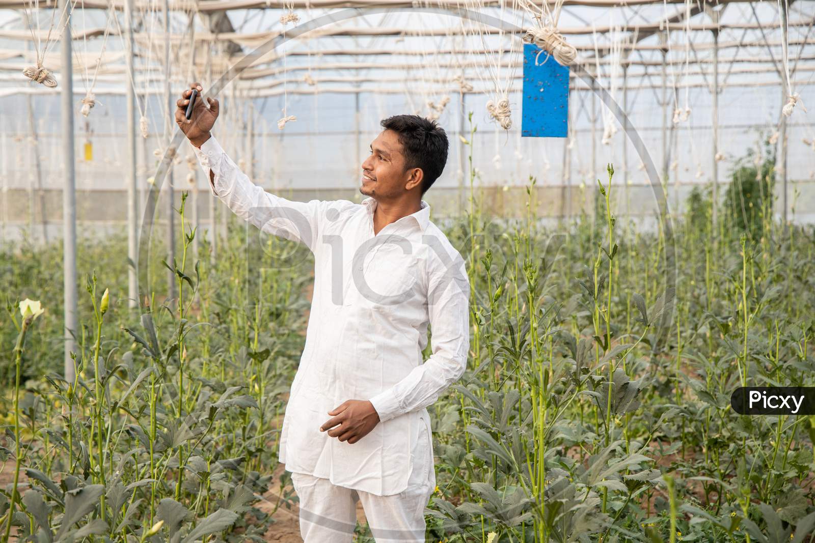 Happy Young Indian Farmer Taking Selfie Using Smart Phone At Poly House Or Greenhouse Field, Agriculture And Technology Concept Copy Space