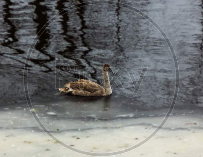Grey Baby Swan In A River In Winter Day