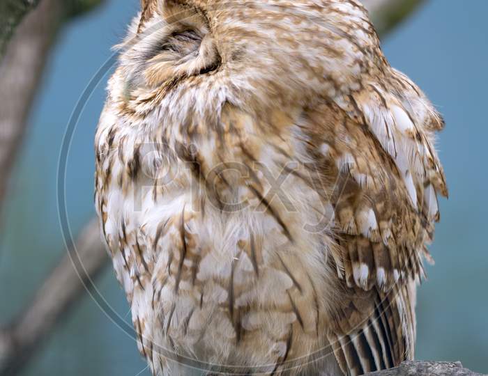 Tawny Owl (Strix Aluco) Perched On A Branch