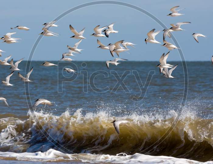 Little Terns (Sternula Albifrons) Flying Along The Beach At Winterton-On-Sea