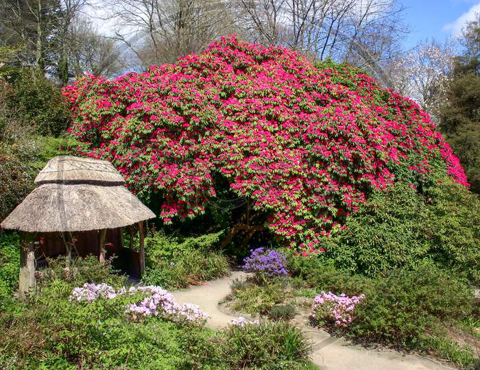 Magnificent Rhododendron