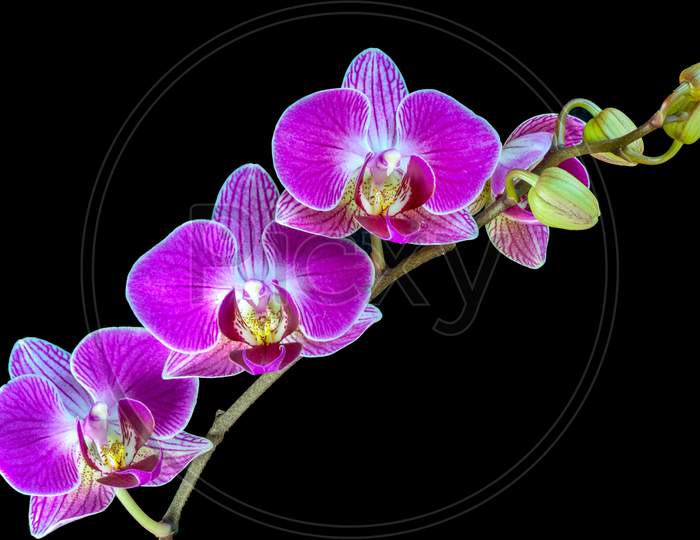 A Spray Of Orchid Flowers