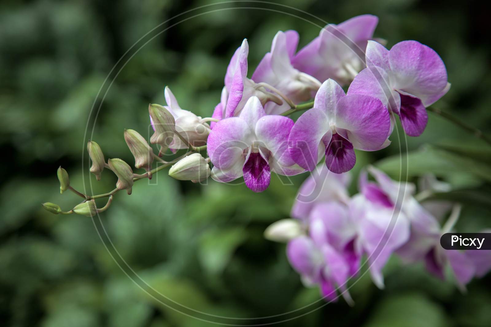 Dendrobium Sheikh Sabah Al-Ahmad (Dendrobium Neha X Dendrobium Chao Praya Candy)