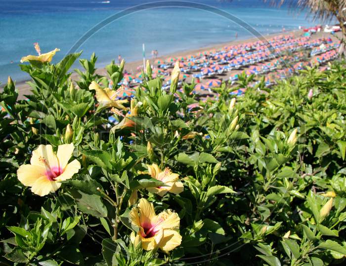 Yellow Hibiscus Flowering Near The Beach In Lanzarote