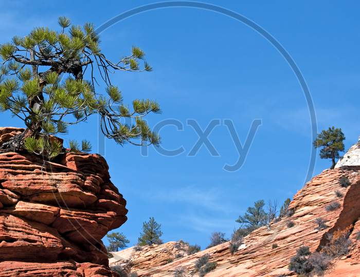 Stunted Tree On A Rocky Outcrop