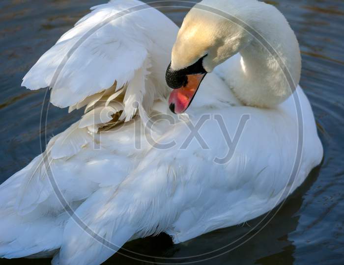 Mute Swan (Cygnus Olor) Preening Its Feathers