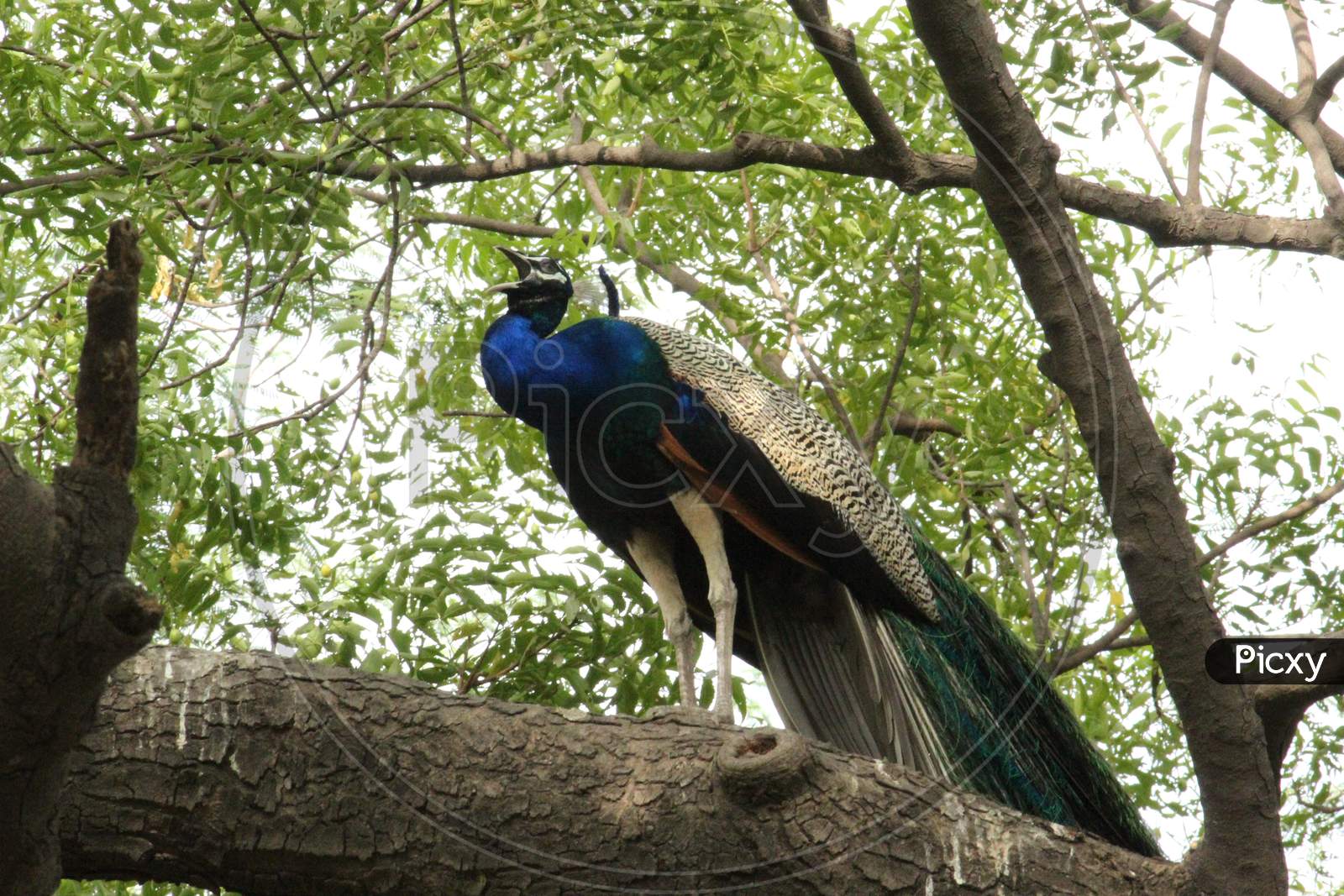 Beautiful Bird Peacock Sitting On A Branch Of Tree