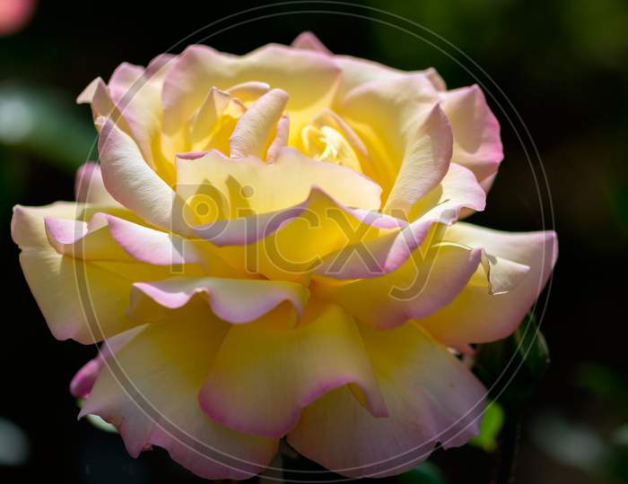 Sunlit Pink Tinged Yellow Rose (Peace) Flowering In An English Garden