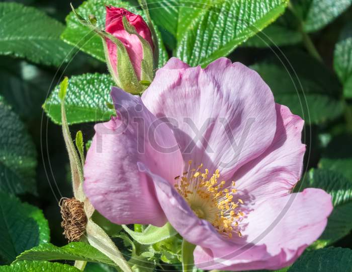 Cultivated Ornamental Dog Rose Flowering In An English Garden