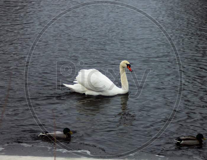 White Swan On An Ice In Winter Day