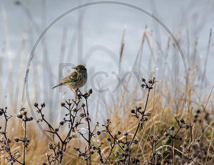 Alert Meadow Pipit On A Frosty Day