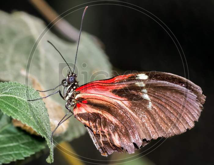 Postman Butterfly (Heliconius Melpomene