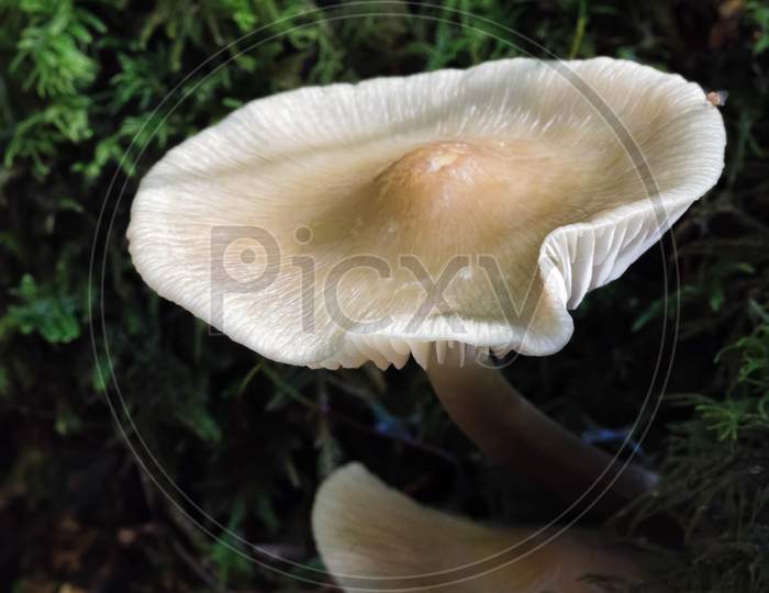 Bonnet Mycena Fungus (Mycena Galericulata)