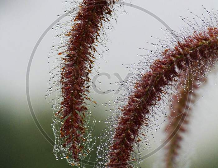 Pennisetum Polystachion The Mission Grass On A Morning Dew