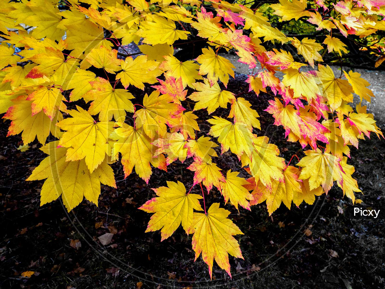 Acer Soccharinum Tree In Autumn