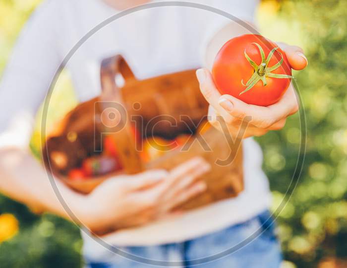 Gardening And Agriculture Concept. Young Woman Farm Worker Hands Holding Basket Picking Fresh Ripe Organic Tomatoes In Garden. Greenhouse Produce. Vegetable Food Production.