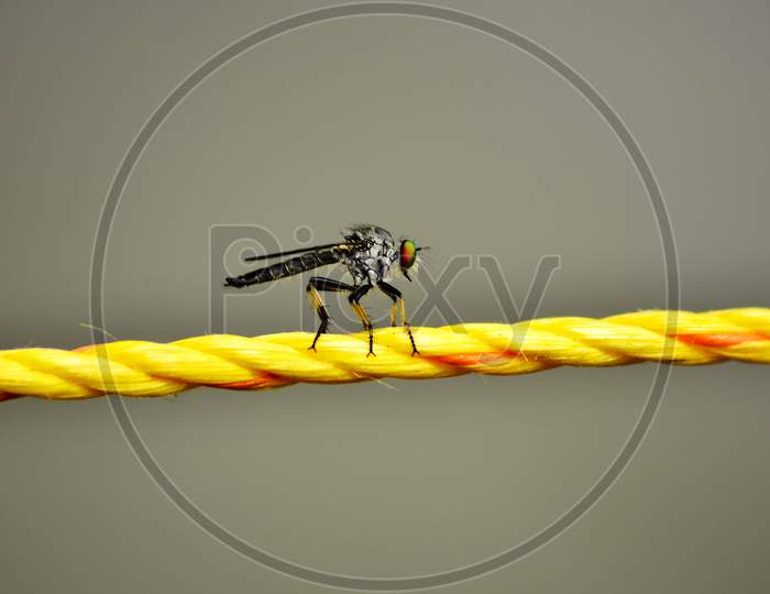 robber Fly or Assassin Fly Standing on the rope