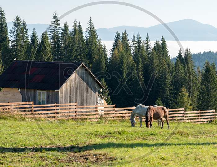 Bistrita, Transylvania/Romania - September 18 : Horses Grazing On A Farm Near Bistrita Transylvania Romania On September 18, 2018
