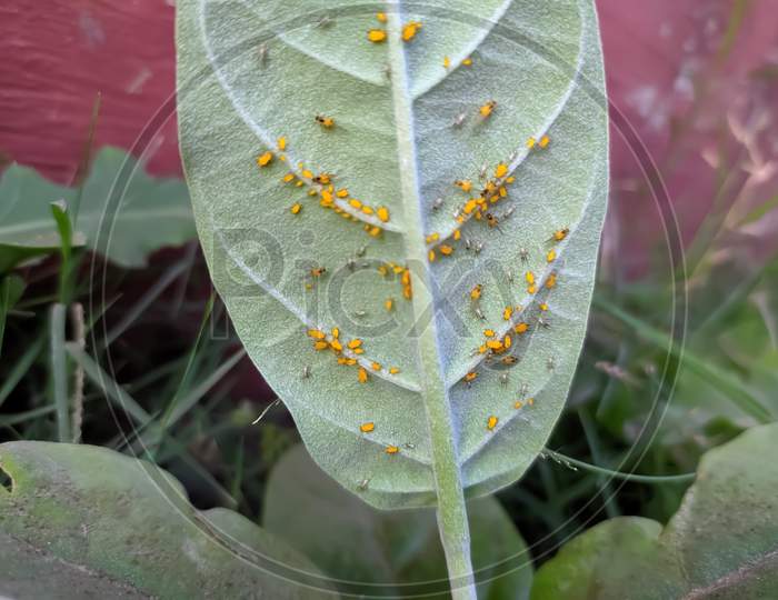 Oleander aphid species on leaf Aphis nerii species small species