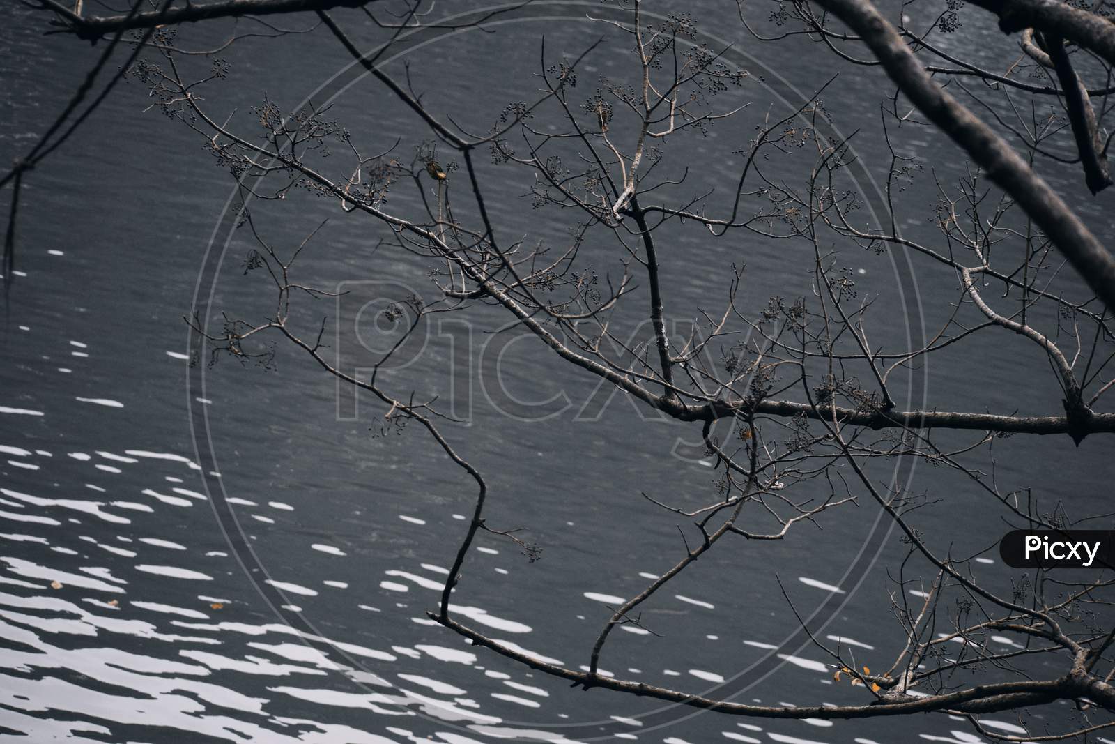 Beautiful Picture Of Lake And Tree Branches In Uttarakhand